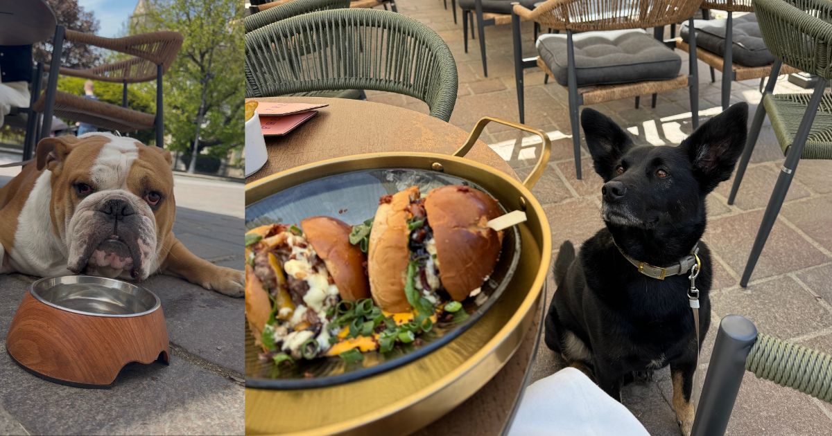freym košice dogfriendly reštaurácia